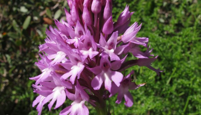 flor na zona do João D'arens