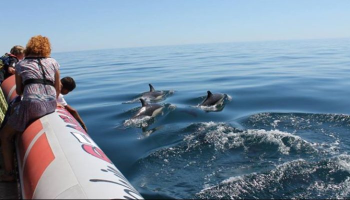 Dolphin Seafaris (1)