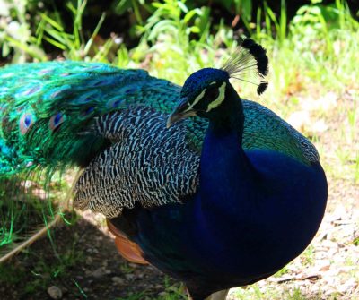 Pavão Parque da Juventude