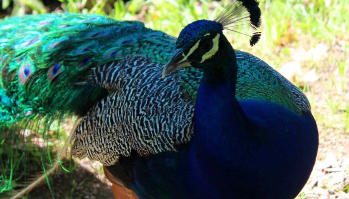 Pavão Parque da Juventude