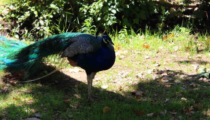 Pavão Parque da Juventude