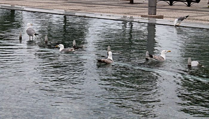 Praça Manuel Teixeira Gomes