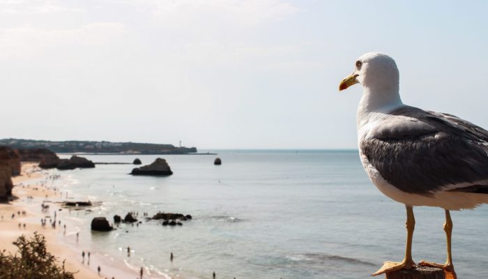 Praia dos 3 irmão (35)