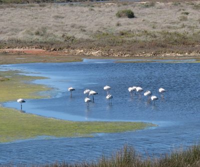 Flamingos na Ria de alvor nno Percurso da Rocha Delicada