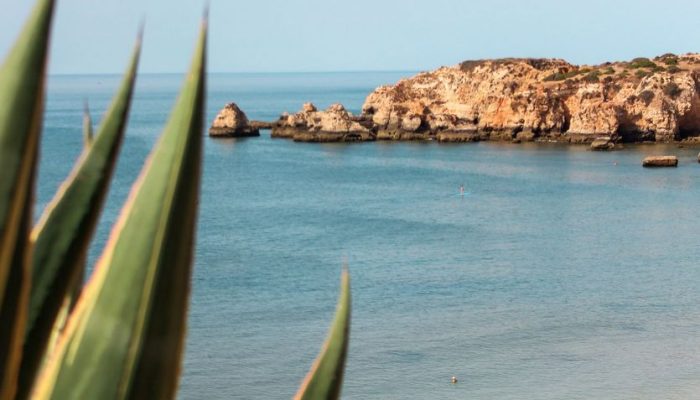 Arbustos na Praia do Alemão em Portimão