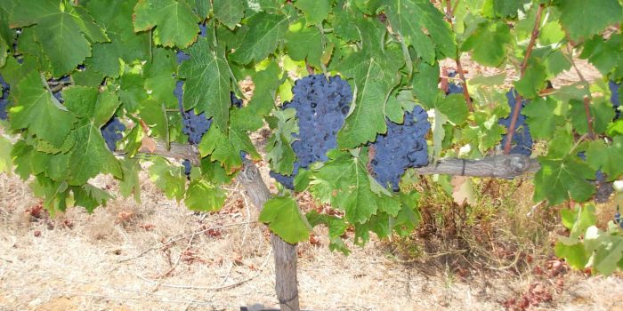 herdade dos pimenteis (1)