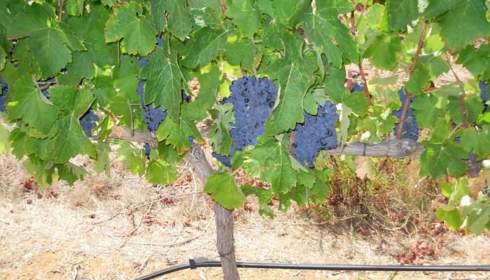 herdade dos pimenteis (1)