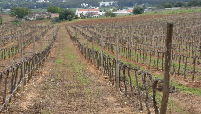 herdade dos pimenteis (2)