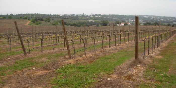 herdade dos pimenteis (4)