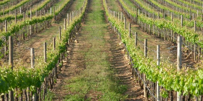 herdade dos pimenteis (5)