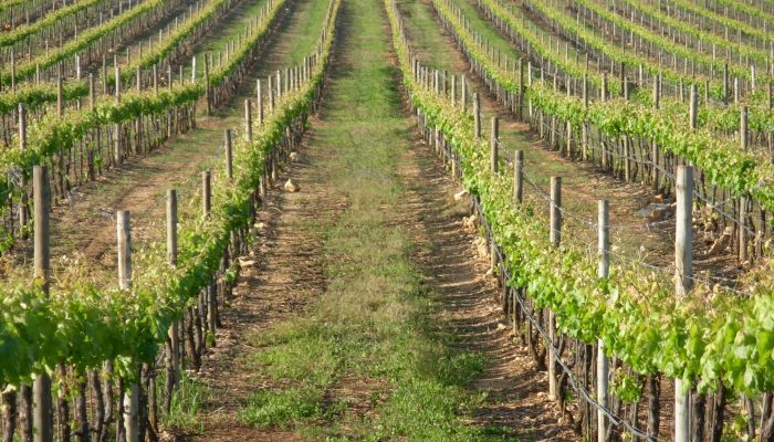 herdade dos pimenteis (5)