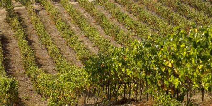 quinta da penina (2)