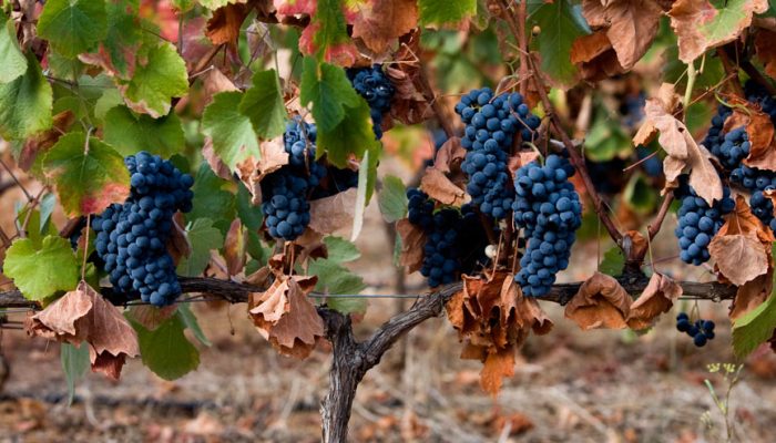 quinta da penina (6)