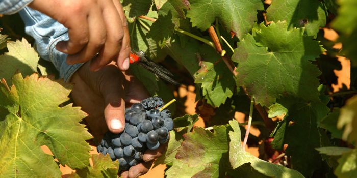 quinta da penina (8)