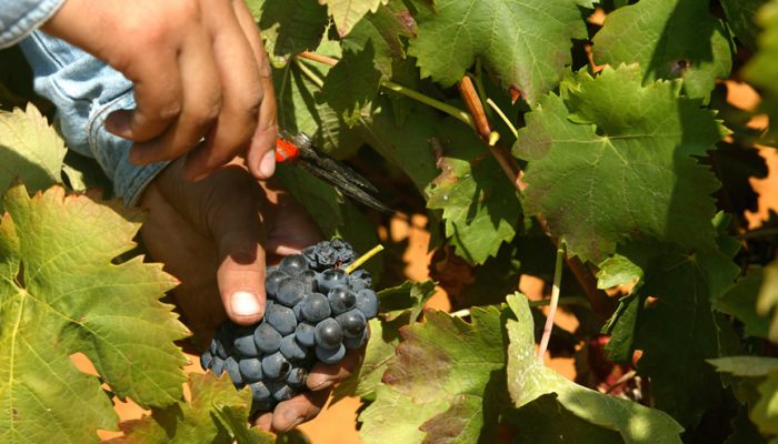 quinta da penina (8)