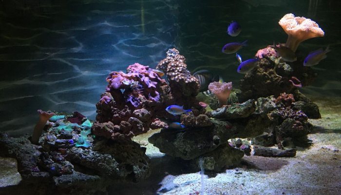 restaurante forte e feio (3)